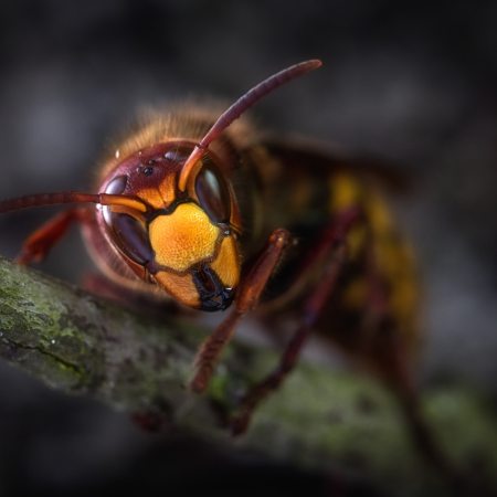 Photo by David Hablützel from Pexels