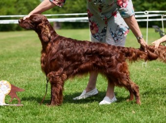 Anlory Keltic Red Sky