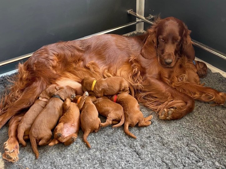 Zohra met pups.IMG_1608